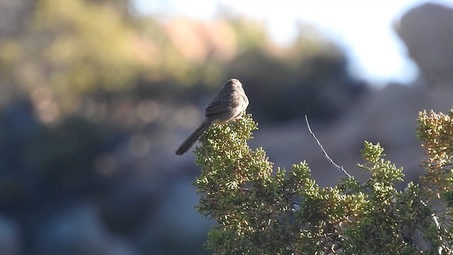 Rufous-crowned Sparrow - ML618121500