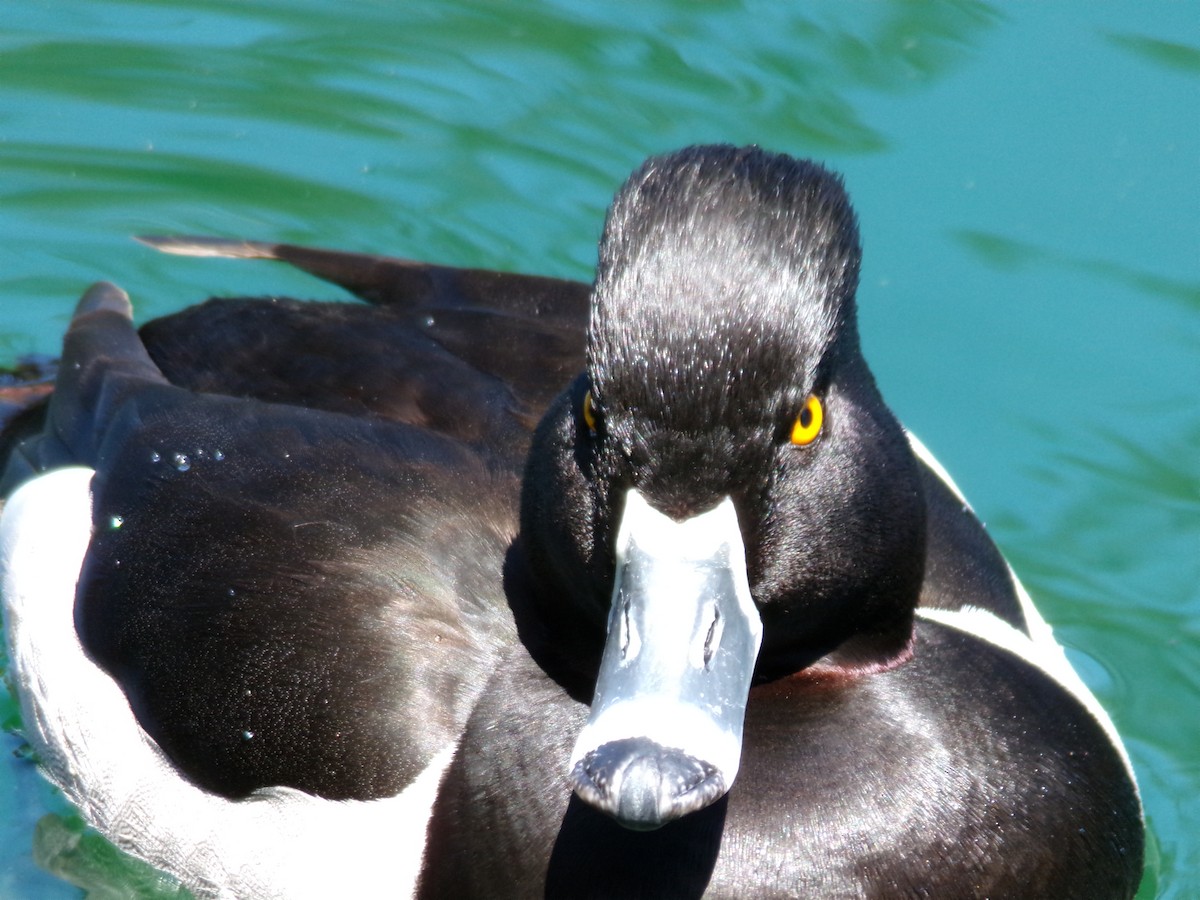 Ring-necked Duck - Ross Rabkin