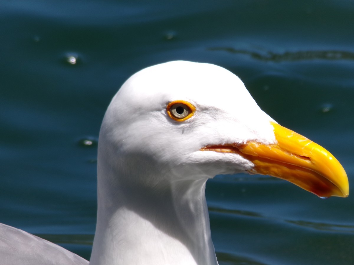 Western Gull - Ross Rabkin