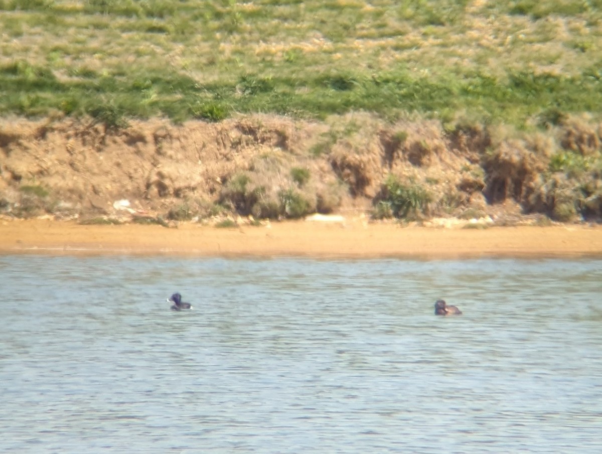 Ring-necked Duck - ML618121531