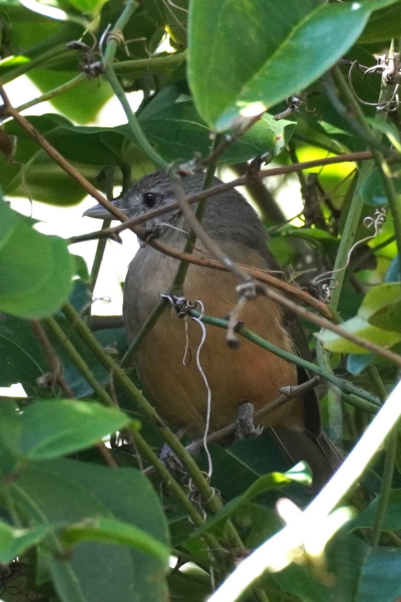 Rufous Shrikethrush - ML618121532