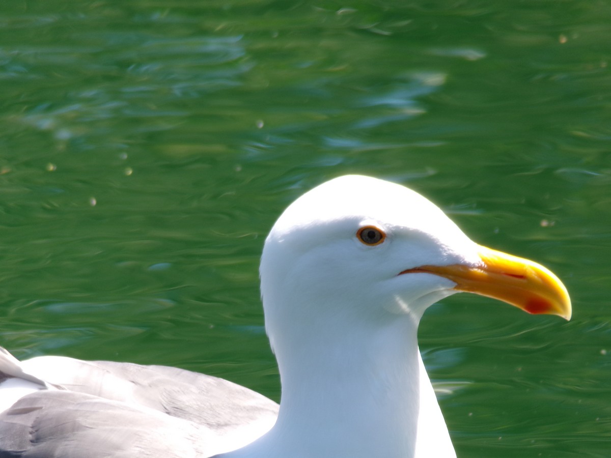 Western Gull - Ross Rabkin