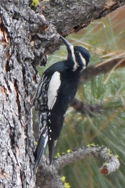 Williamson's Sapsucker - ML618121589