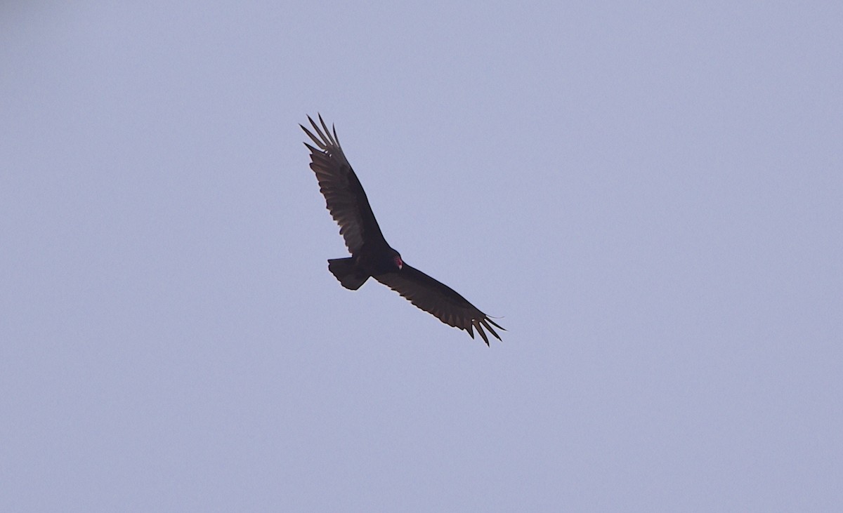 Turkey Vulture - ML618121601