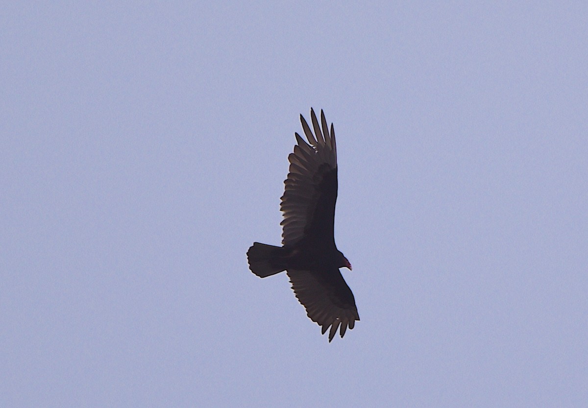 Turkey Vulture - ML618121602