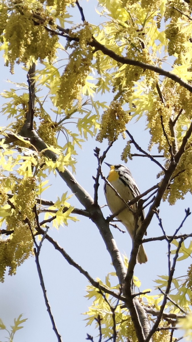 Yellow-throated Warbler - M A