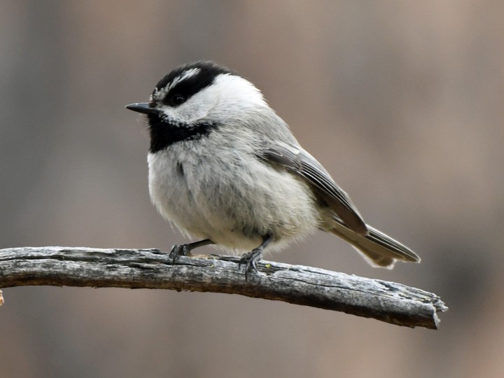 Mountain Chickadee - Denny Granstrand