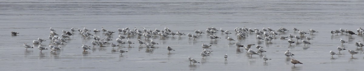 Lesser Black-backed Gull - Joshua Uffman