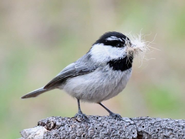 Mountain Chickadee - Denny Granstrand