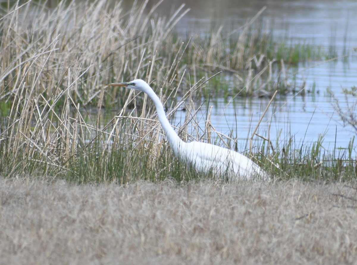 Great Egret - ML618121653