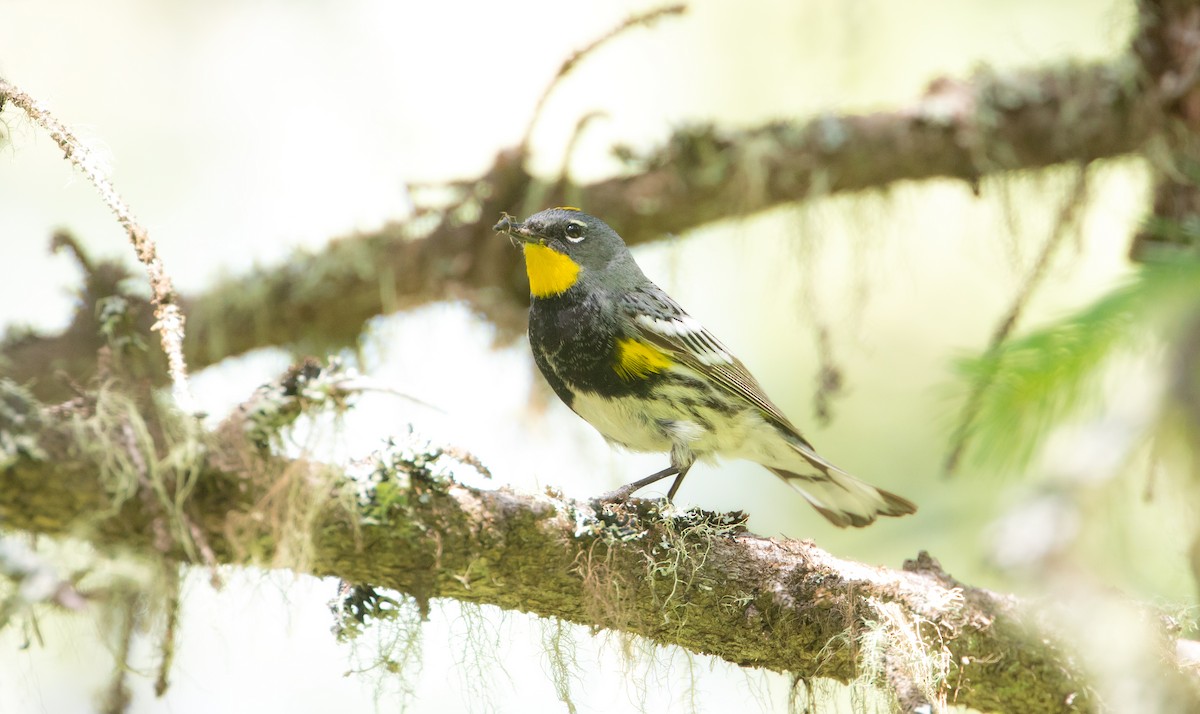 Yellow-rumped Warbler (Audubon's) - Michelle Schreder