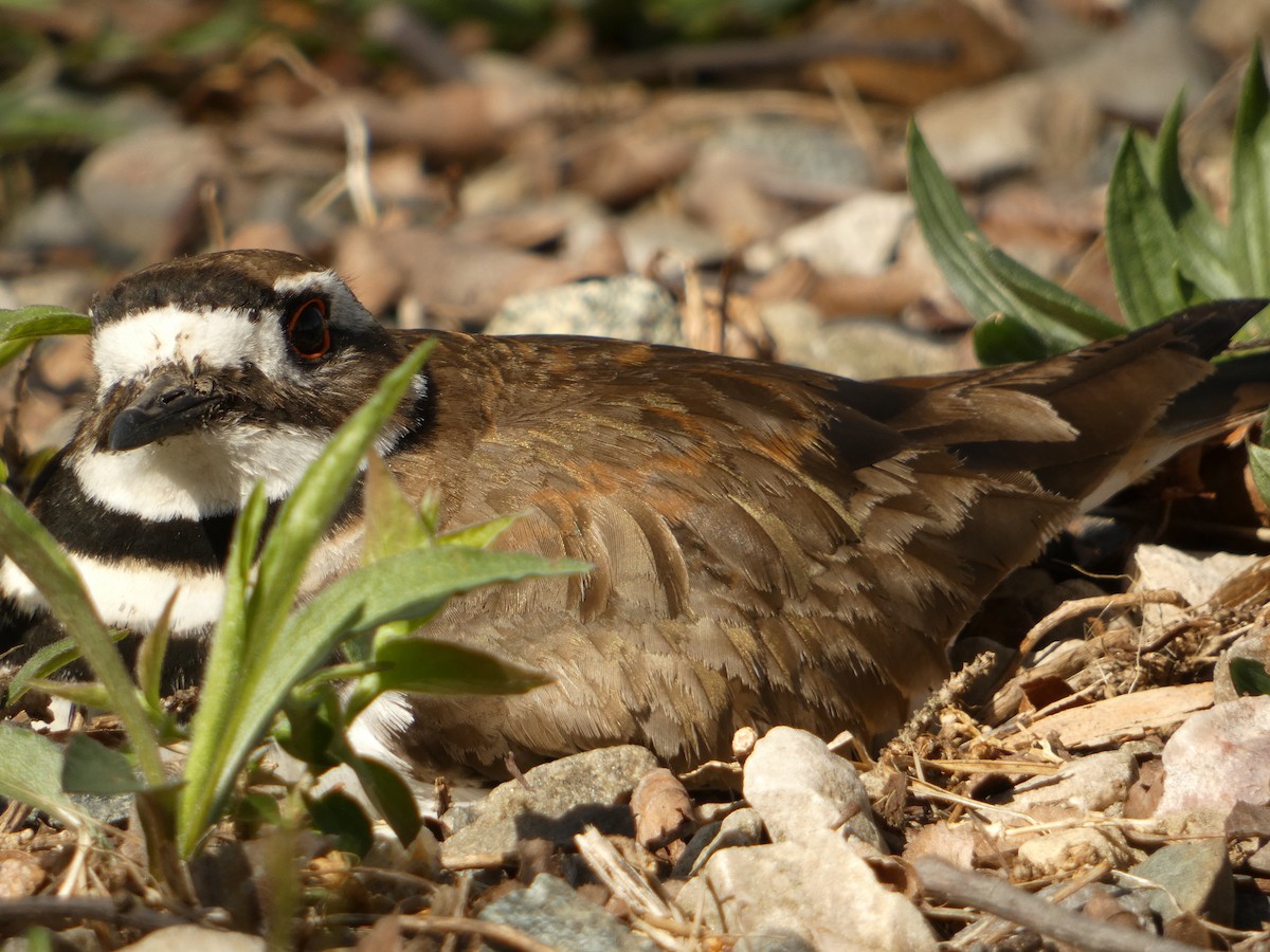 Killdeer - PJ M