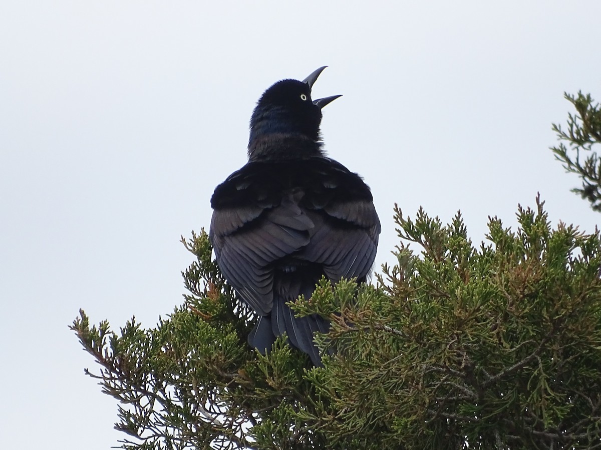 Common Grackle - Shey Claflin