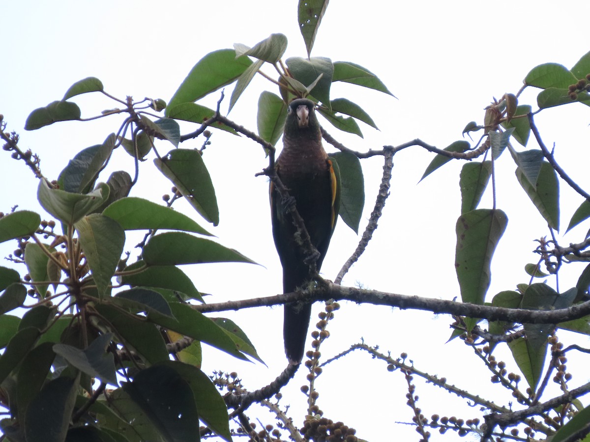 Conure à poitrine brune - ML618121734