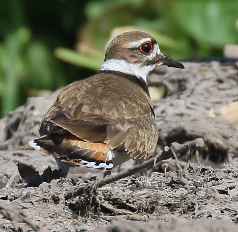 Killdeer - Debby Parker