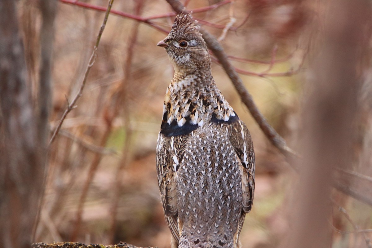 Ruffed Grouse - ML618121737