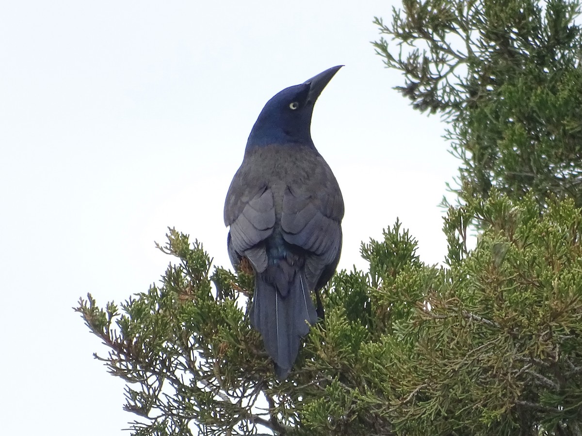 Common Grackle - Shey Claflin