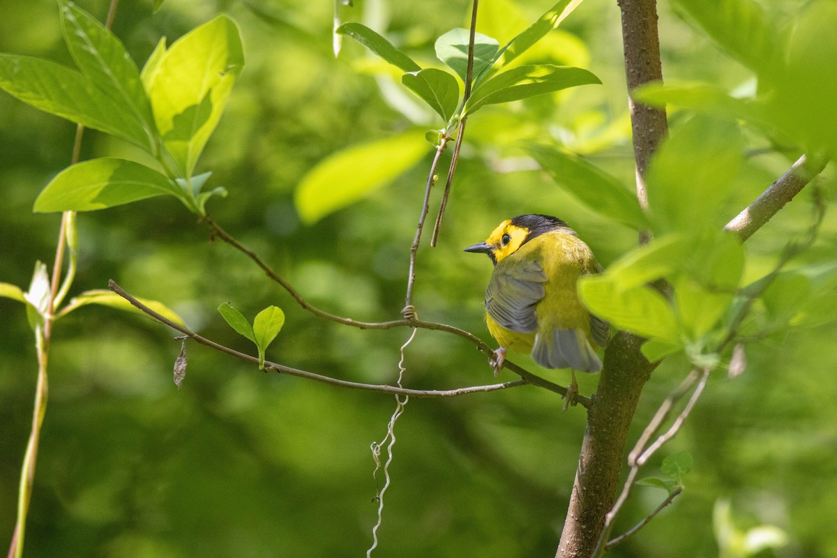 Hooded Warbler - John Garrison