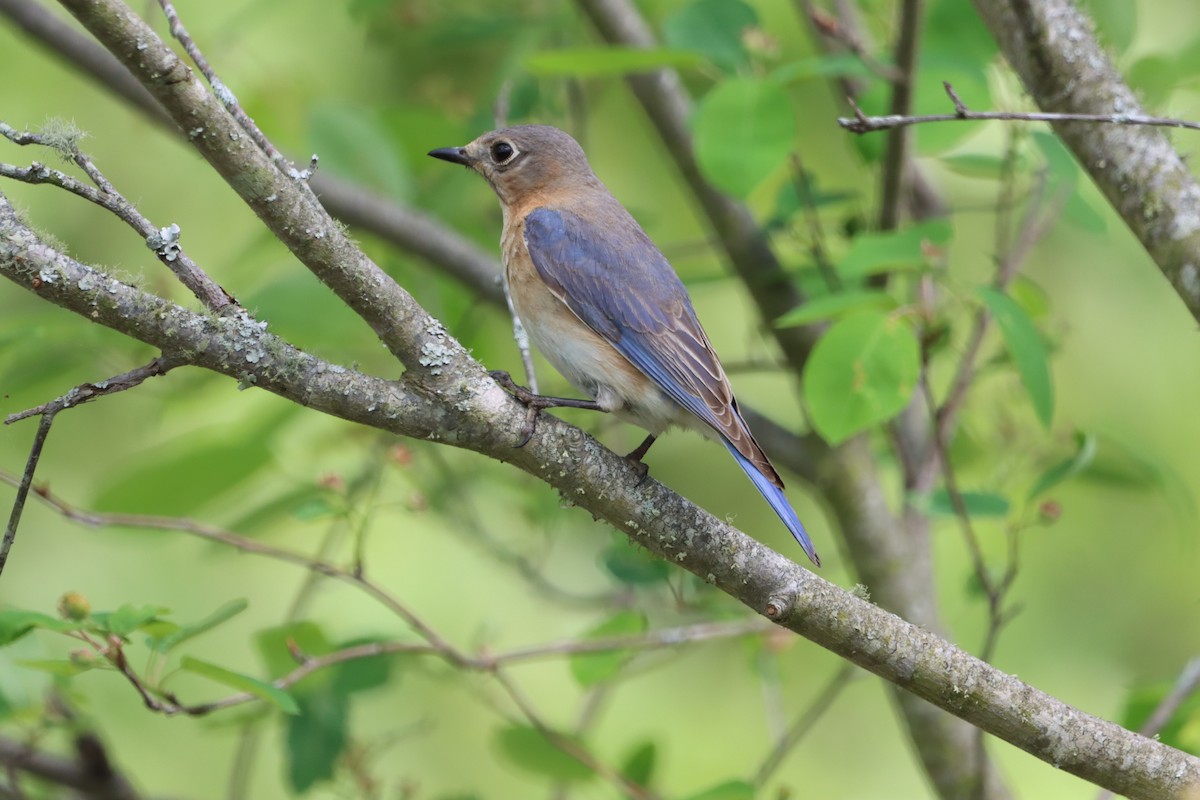 Eastern Bluebird - Jo VerMulm