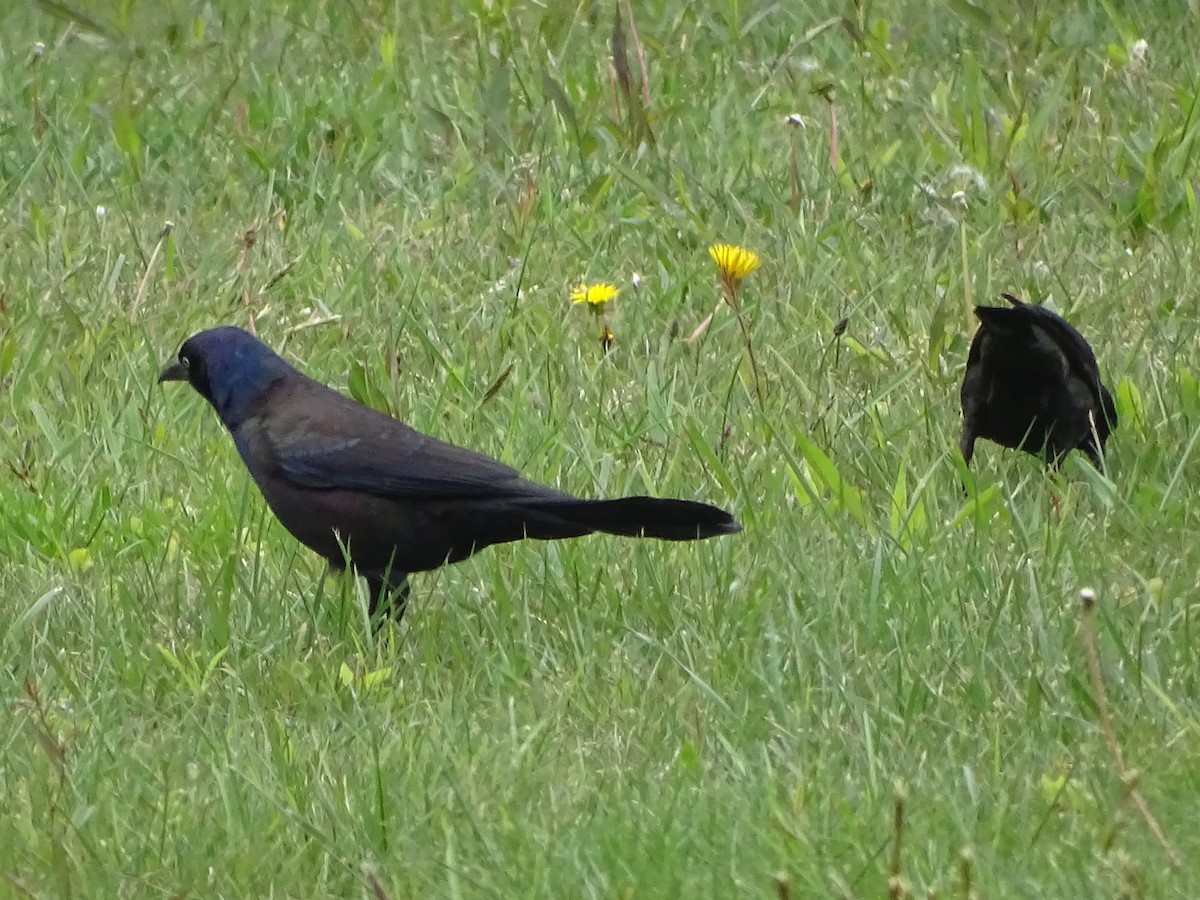 Common Grackle - Shey Claflin