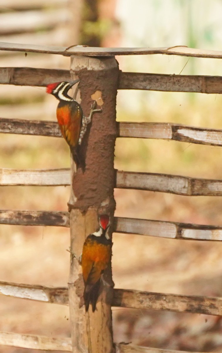 Black-rumped Flameback - ML618121795