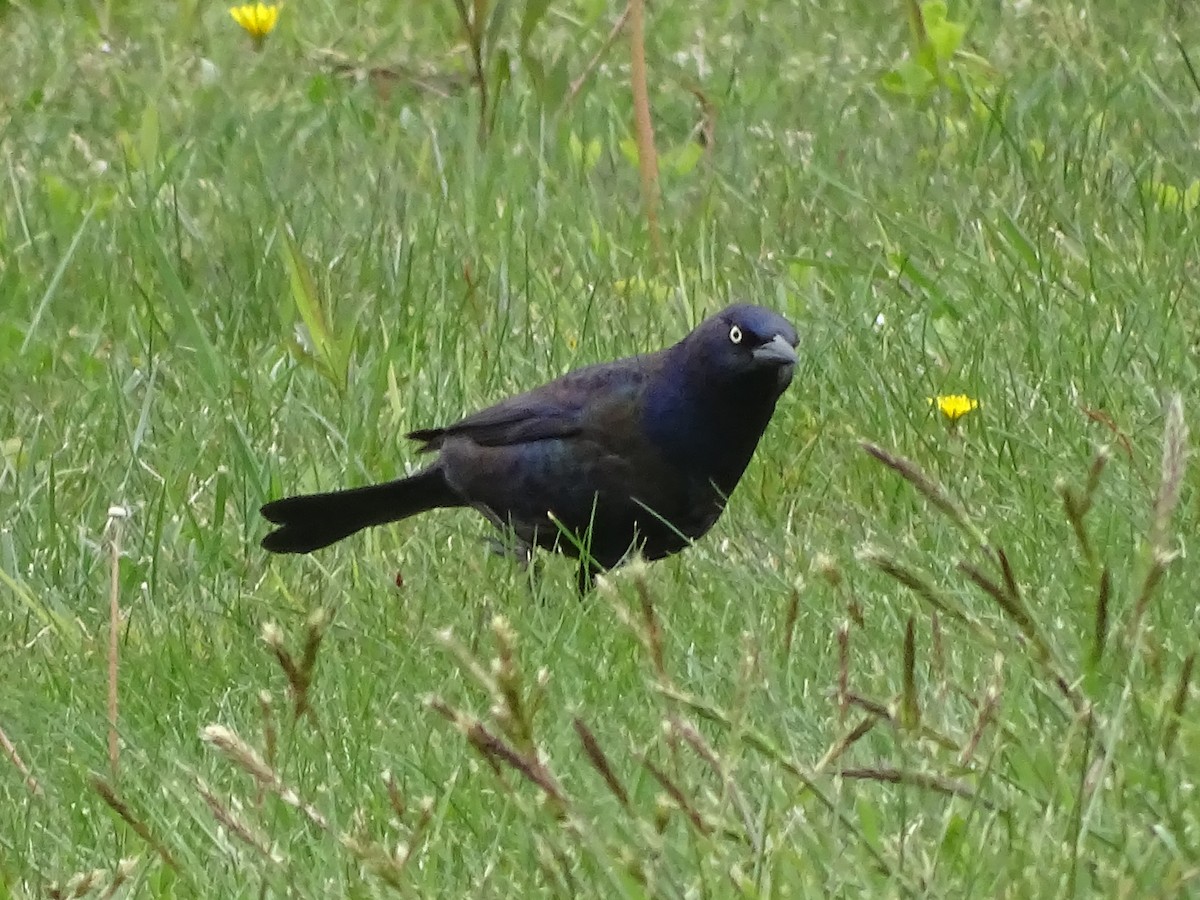 Common Grackle - Shey Claflin