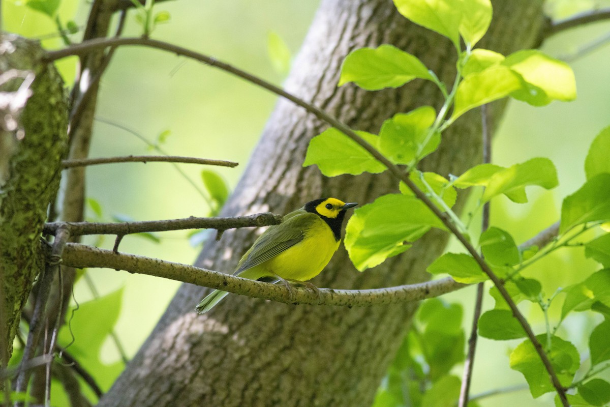 Hooded Warbler - John Garrison