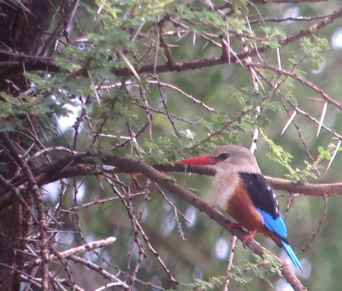 Gray-headed Kingfisher - ML61812181