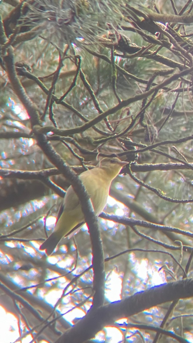 Western Tanager - Dave Olson