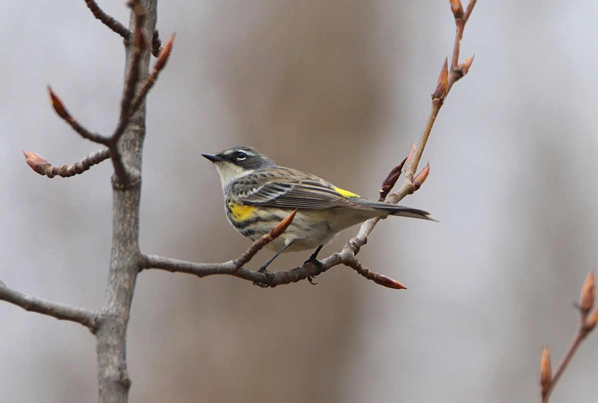 Yellow-rumped Warbler (Myrtle) - ML618121815