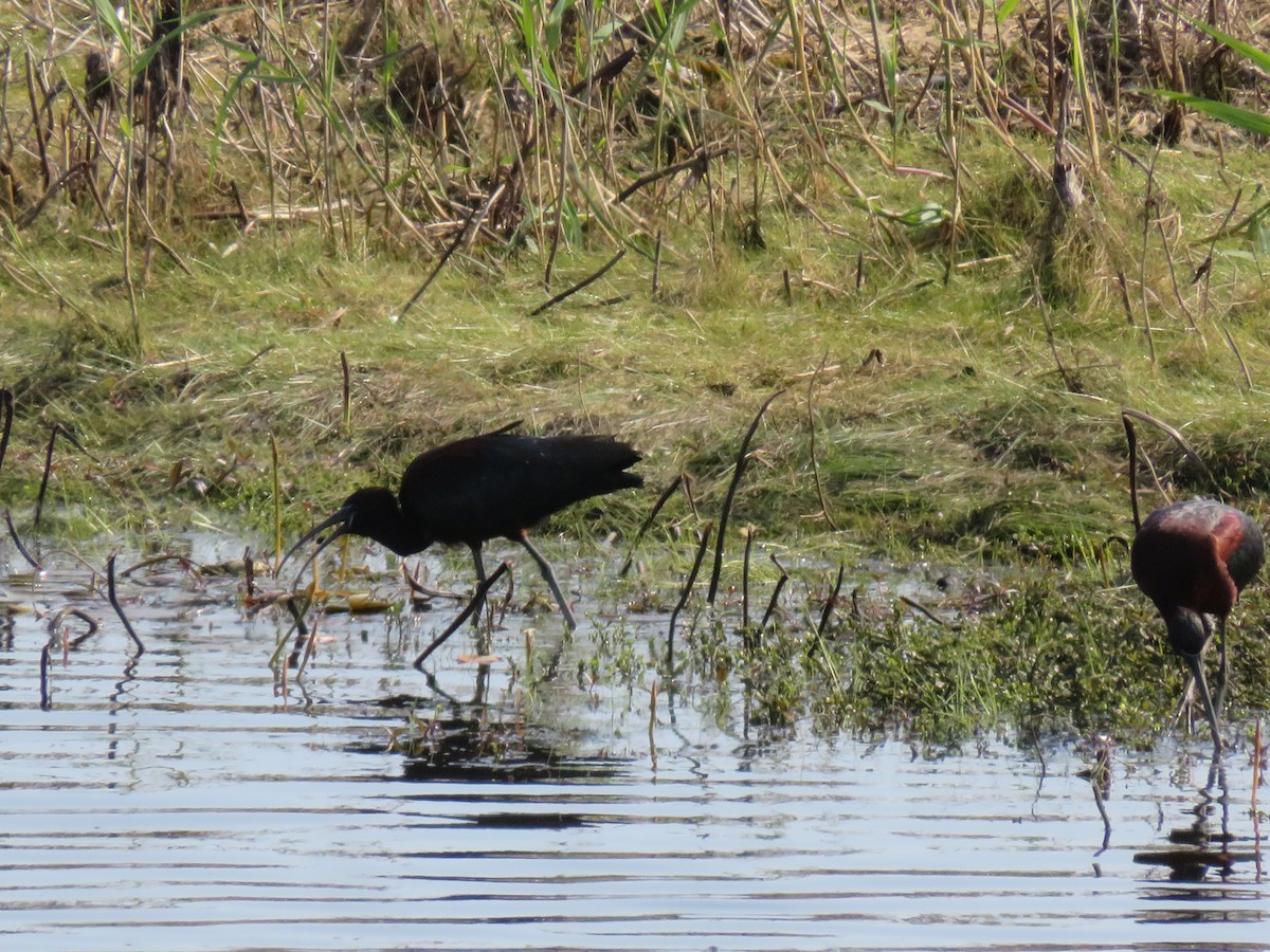 Glossy Ibis - Travis Carroll