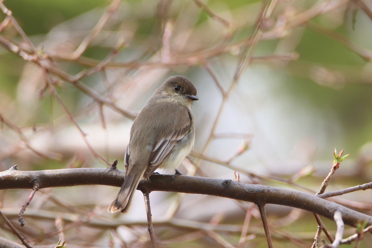 Eastern Phoebe - Aaron Veale