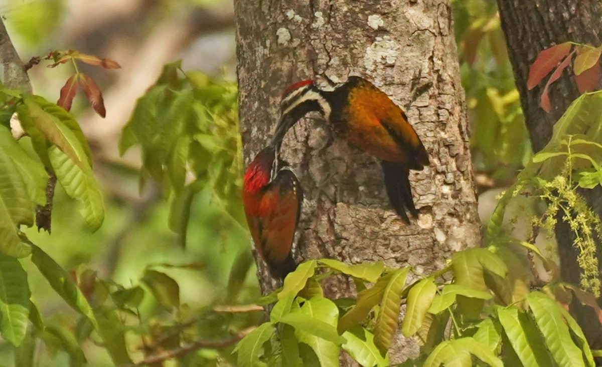 Black-rumped Flameback - ML618121856