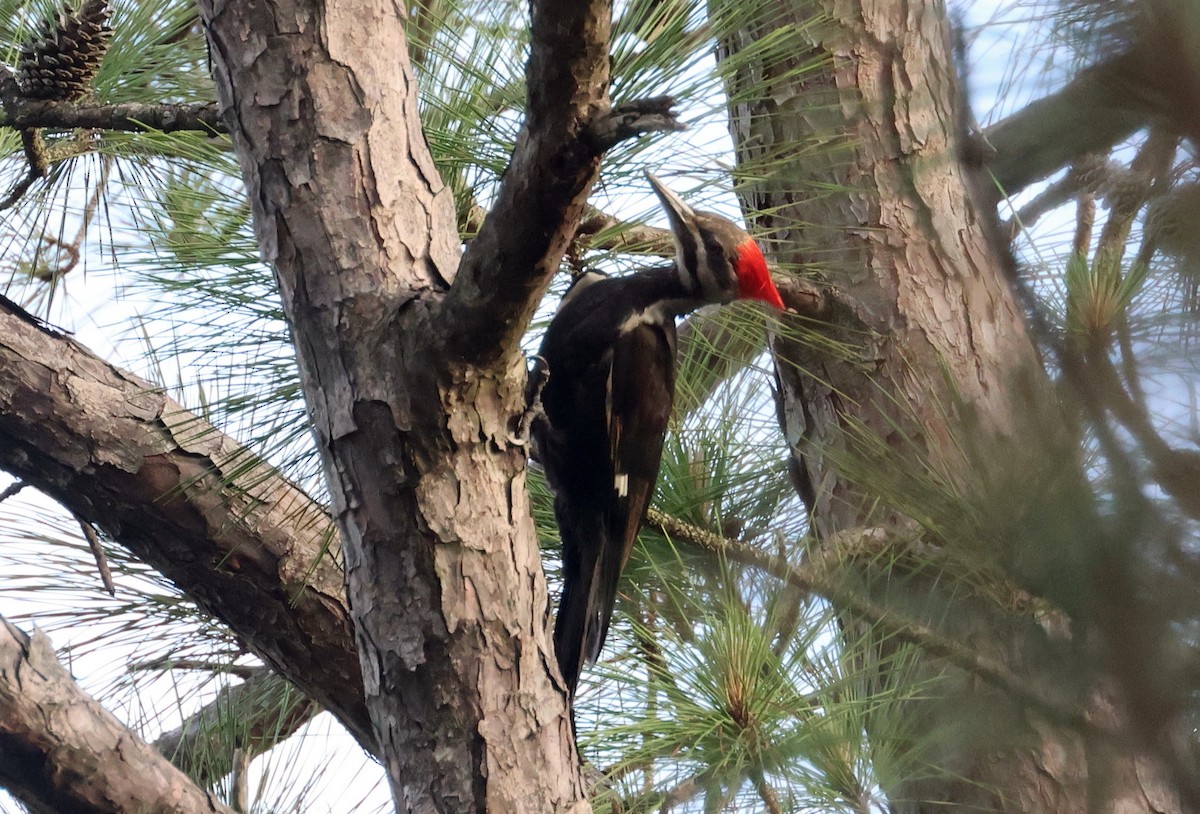 Pileated Woodpecker - John Drummond