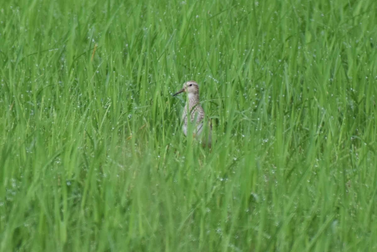 Pectoral Sandpiper - Claire H