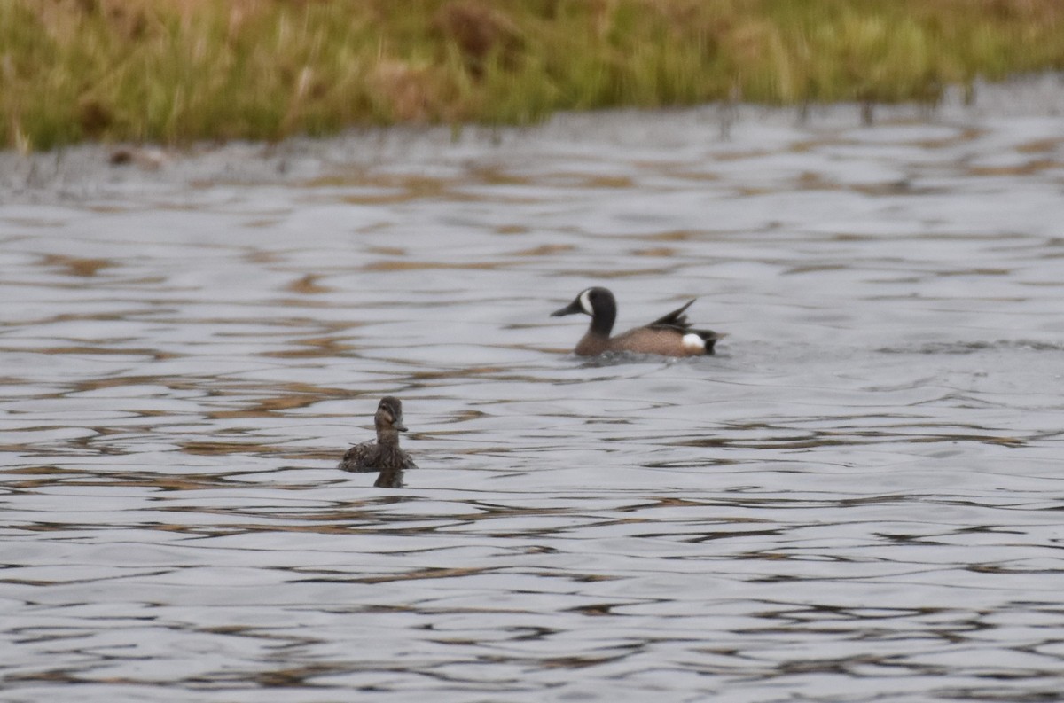 Blue-winged Teal - ML618121904