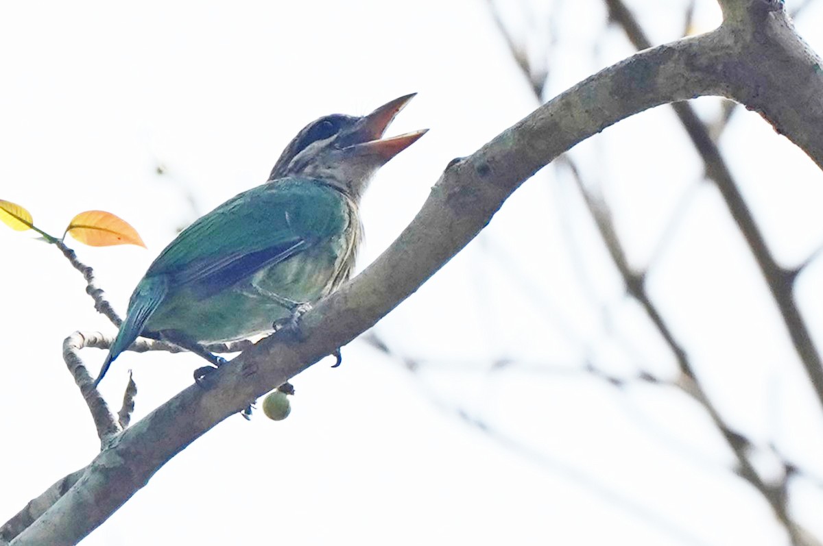 White-cheeked Barbet - ML618121905