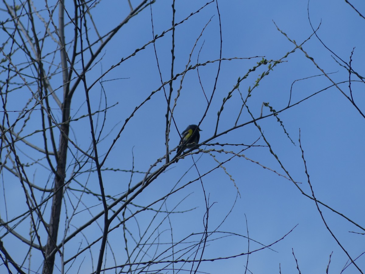 Yellow-rumped Warbler - ML618121920