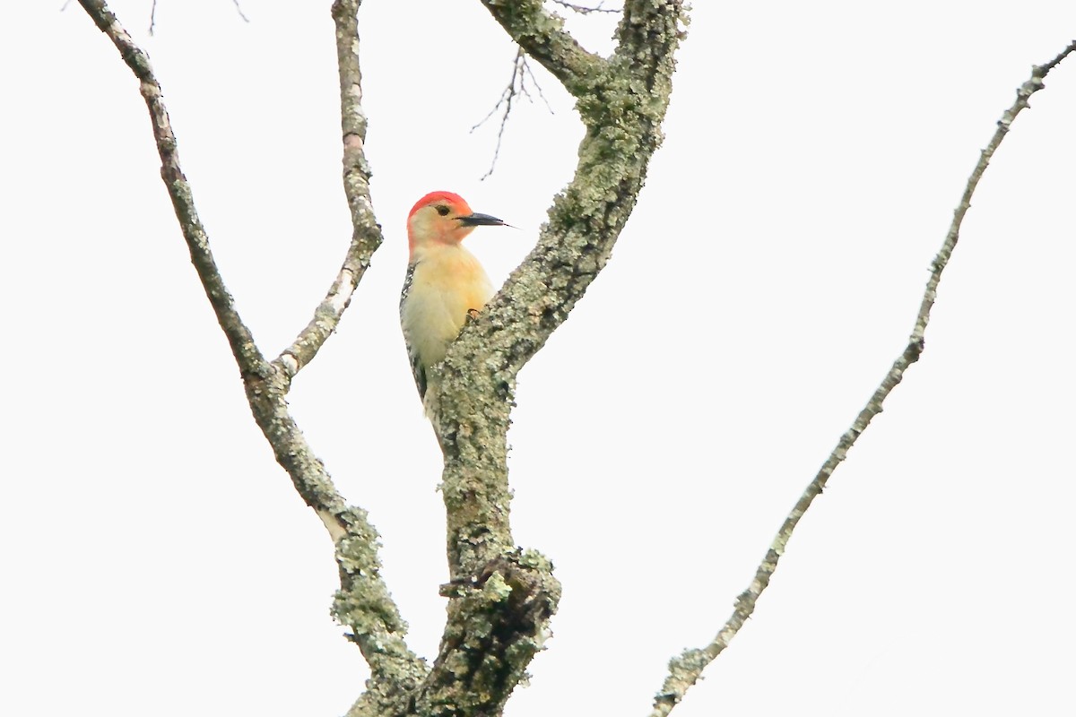 Red-bellied Woodpecker - ML618121955