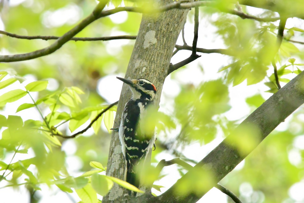 Hairy Woodpecker - Seth Honig