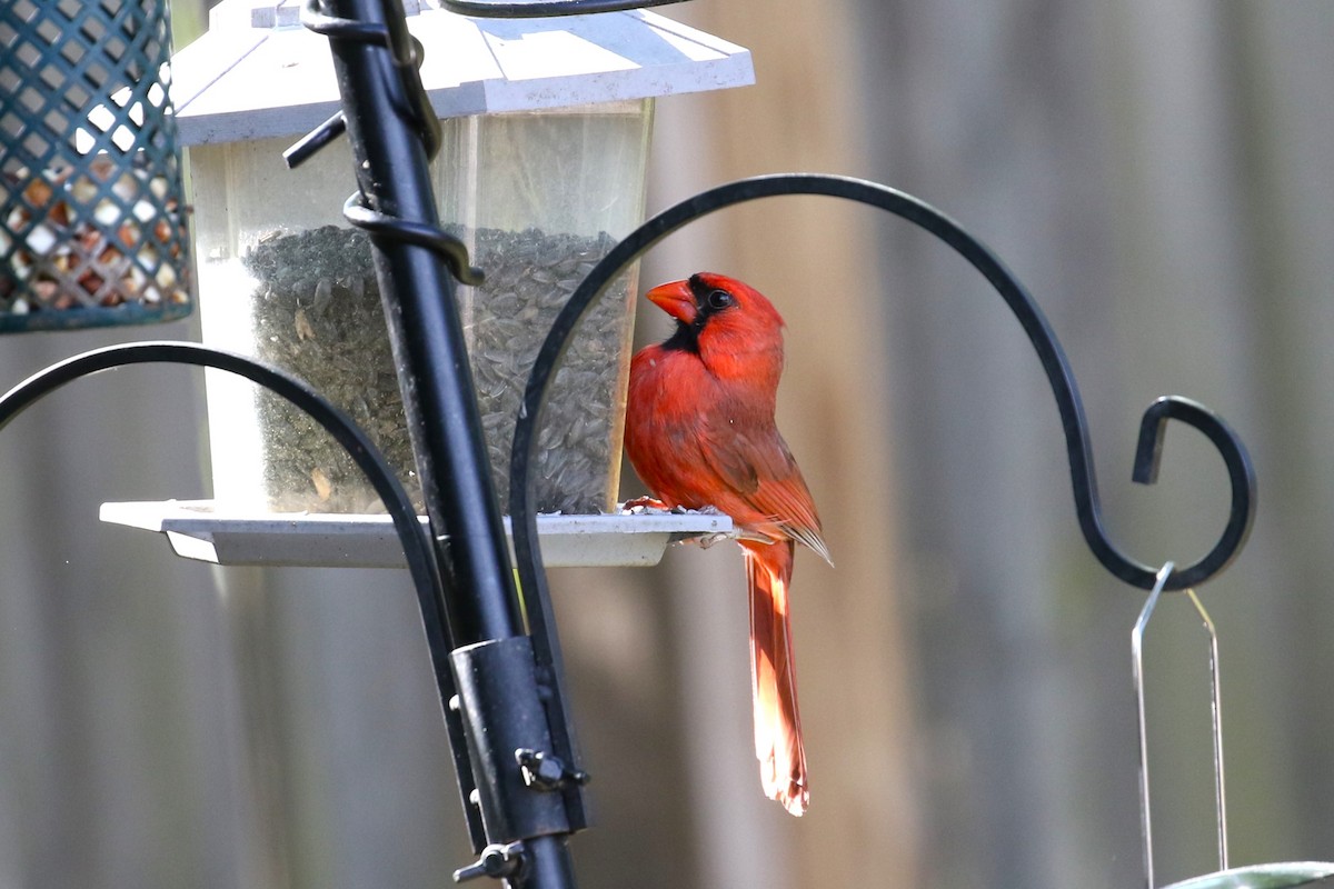 Northern Cardinal - Ethan Ring