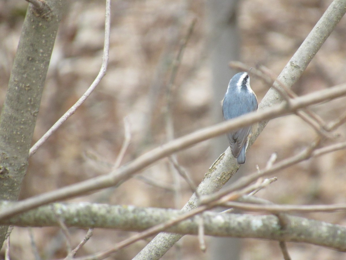 Red-breasted Nuthatch - Spectacled Redhead