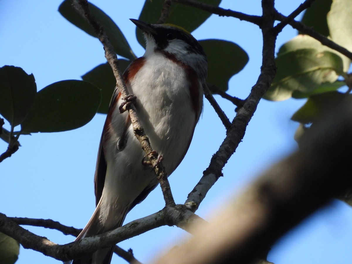 Chestnut-sided Warbler - Zadok P