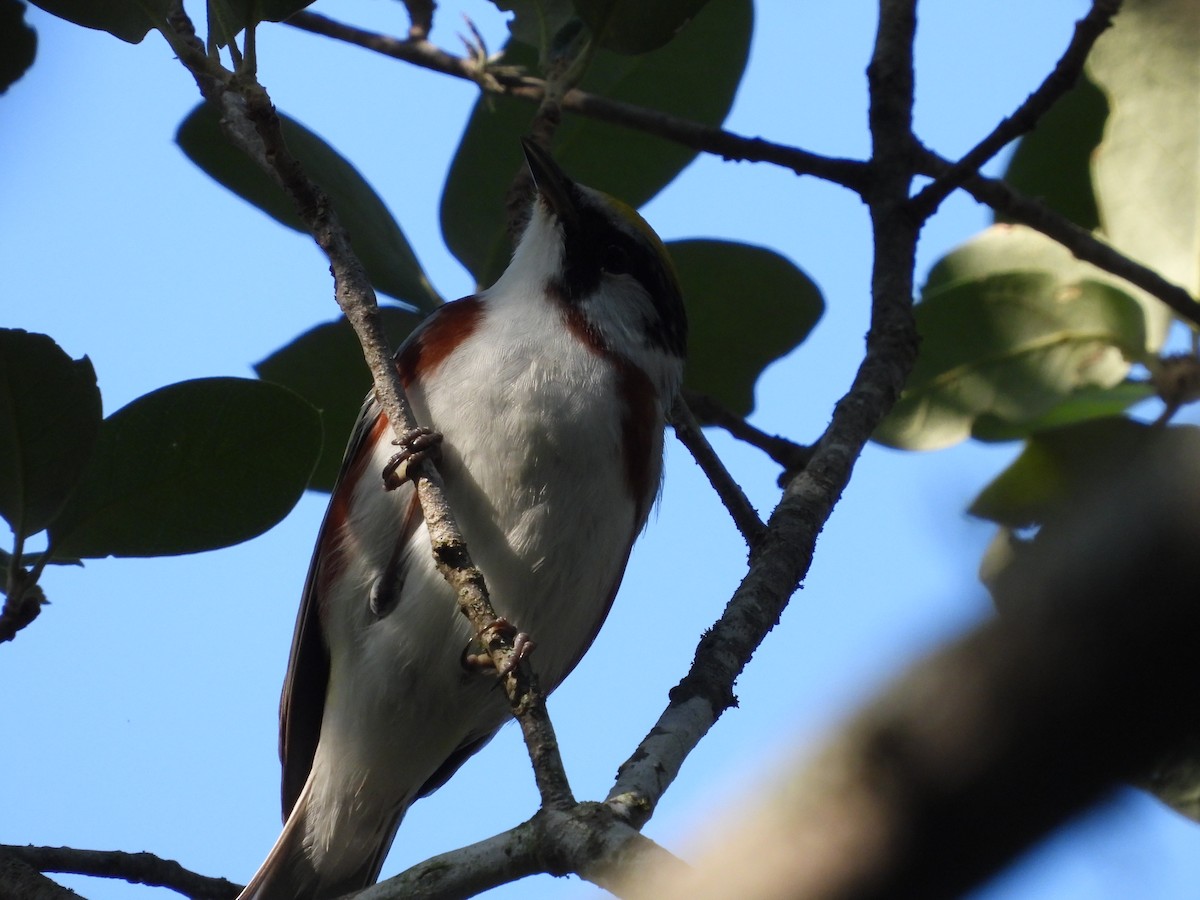 Chestnut-sided Warbler - Zadok P