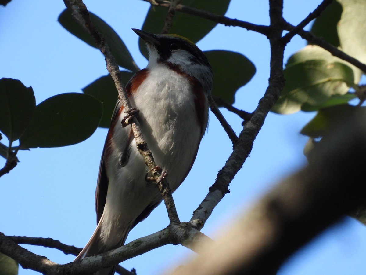 Chestnut-sided Warbler - Zadok P