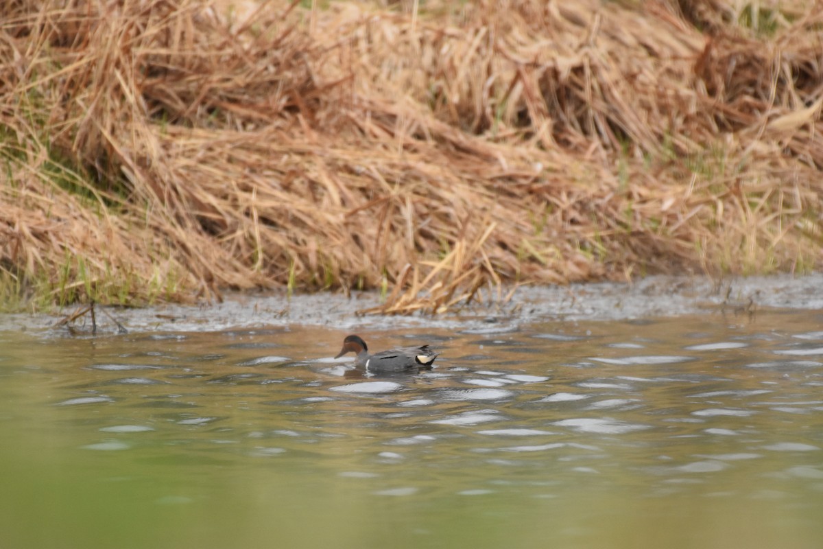 Green-winged Teal - ML618122034