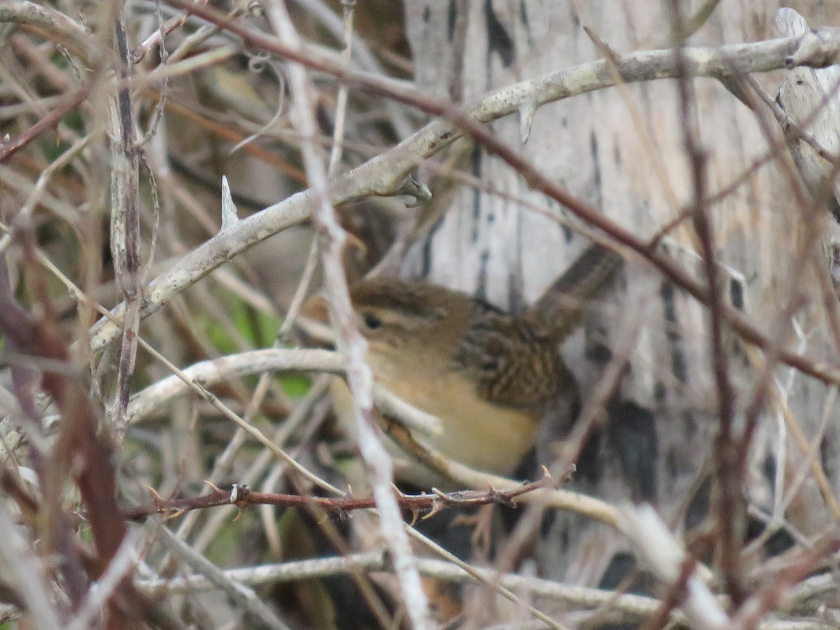 Sedge Wren - Travis Carroll