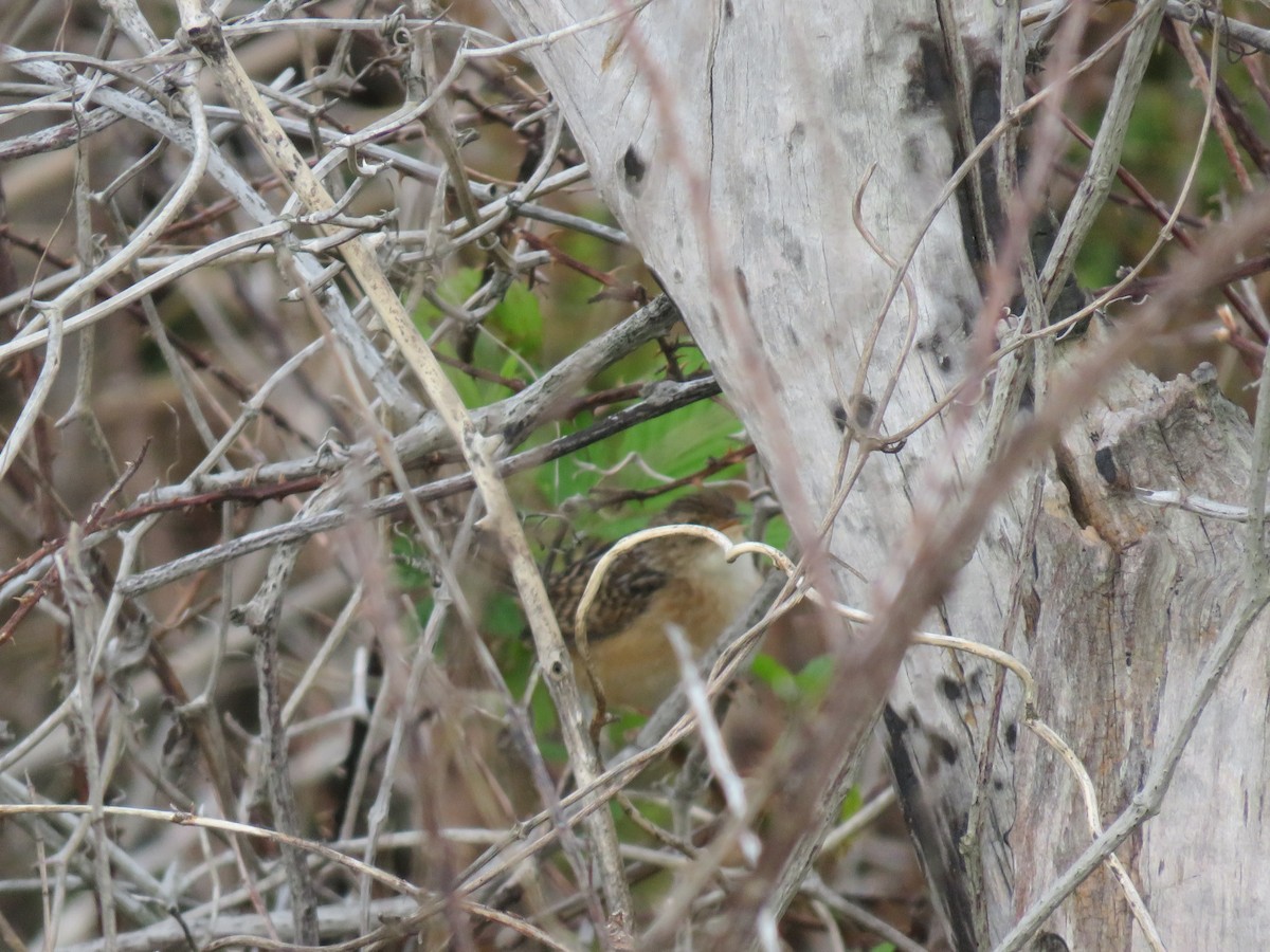 Sedge Wren - ML618122058