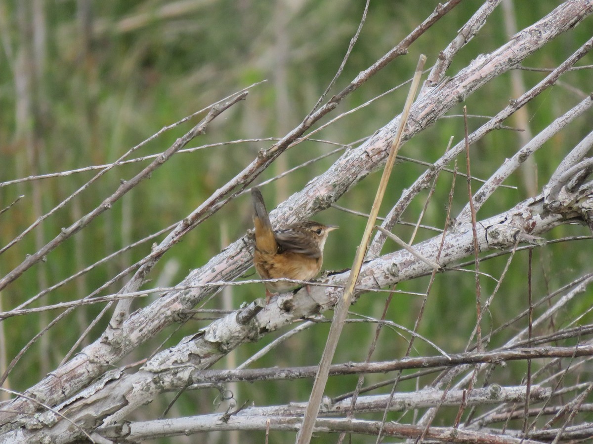 Sedge Wren - ML618122060