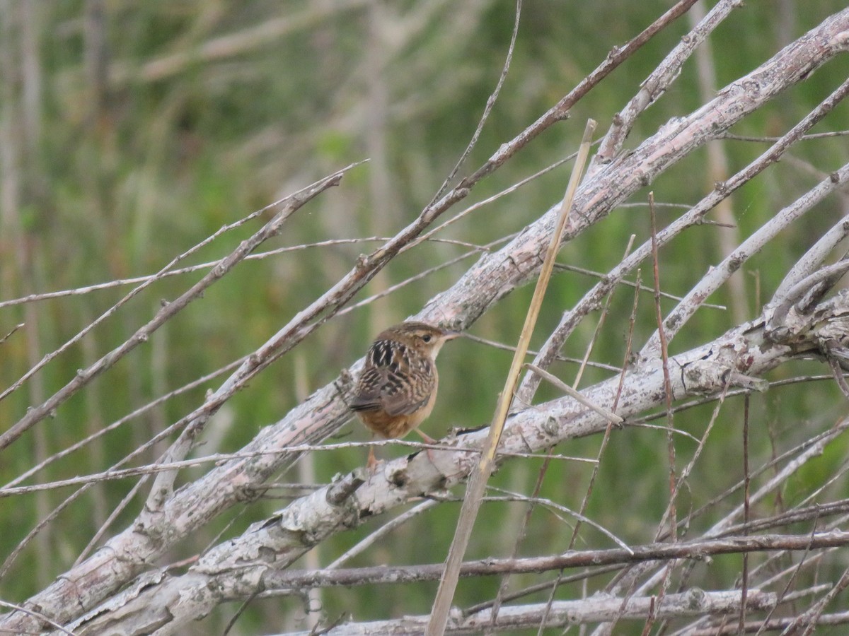 Sedge Wren - ML618122061